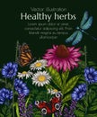 Vector illustration of helpful herbs and insects